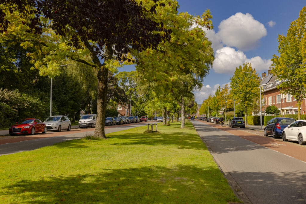 Tree-lined suburban street with parked cars.