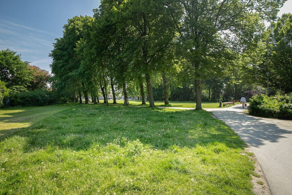 Sunny park with trees and walking path.