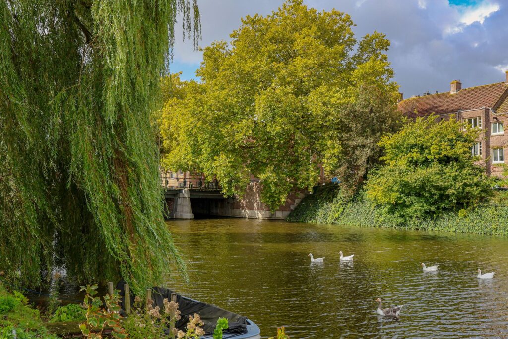 Serene river with geese and lush trees.