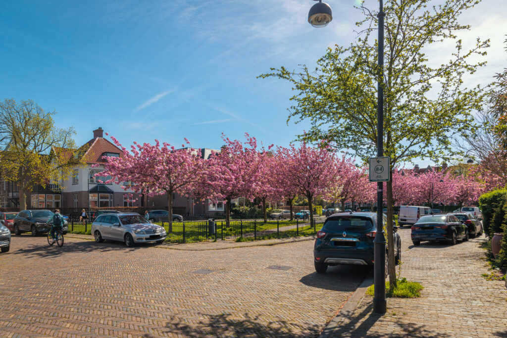Street lined with blooming cherry blossom trees.