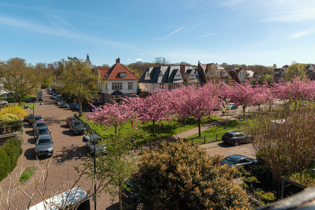 Street with cherry blossoms and parked cars.