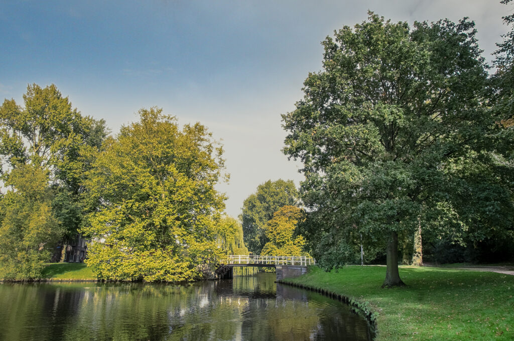 Peaceful park scene with trees and pond.