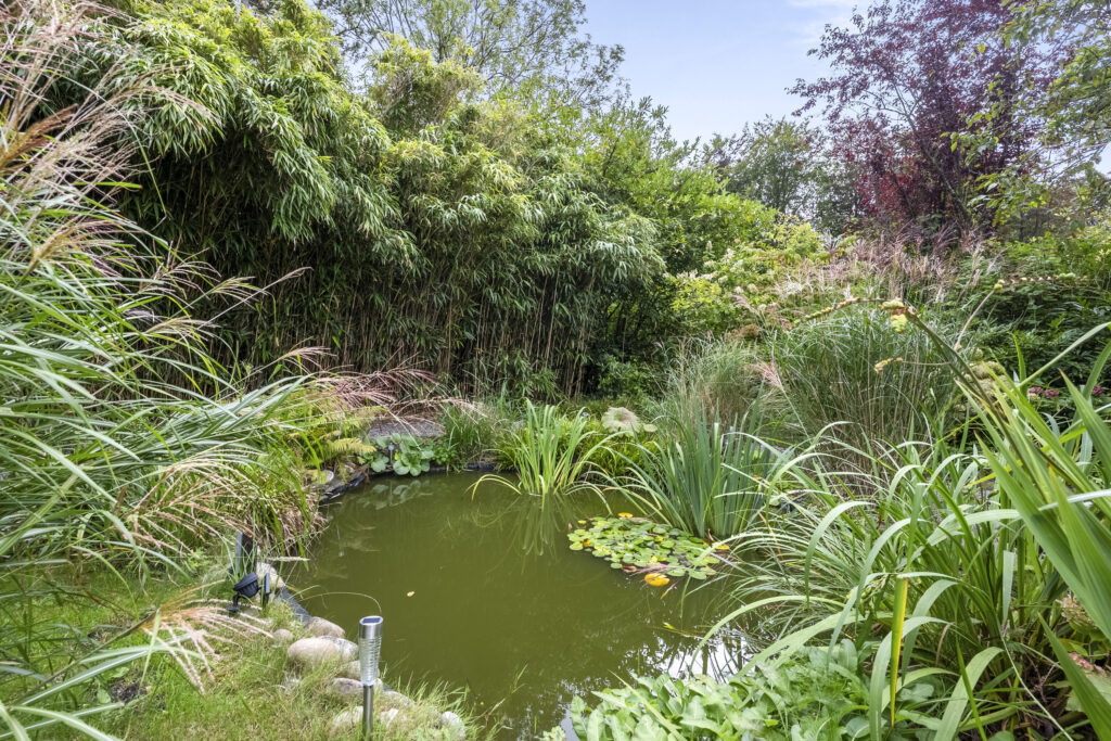 Lush garden pond with tall green foliage.