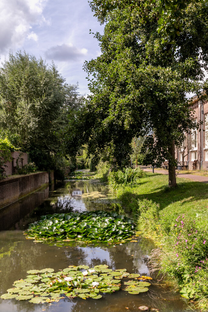 Lush canal with lily pads and trees.