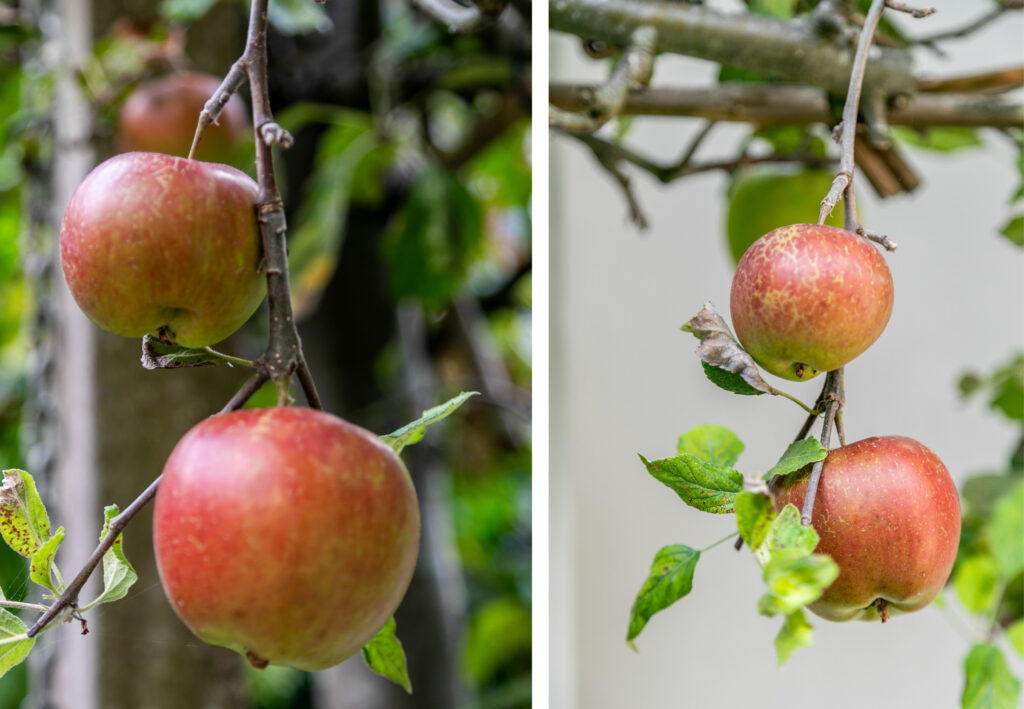 Close-up of red apples on tree branches.