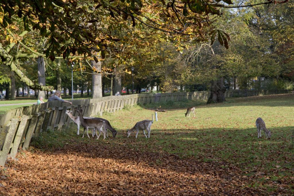 Deer grazing in a sunny autumn park.