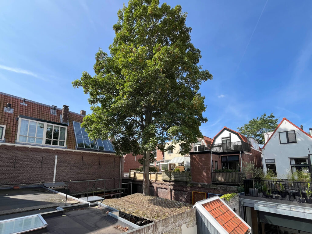 Large tree next to brick houses in sunny neighborhood.