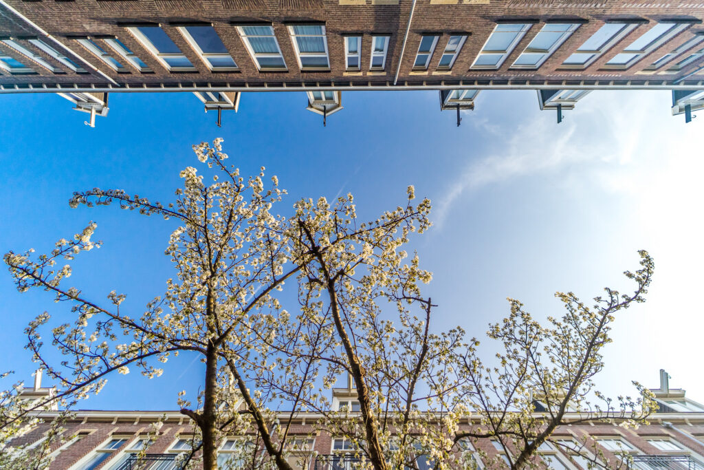 Cherry blossoms with blue sky and buildings
