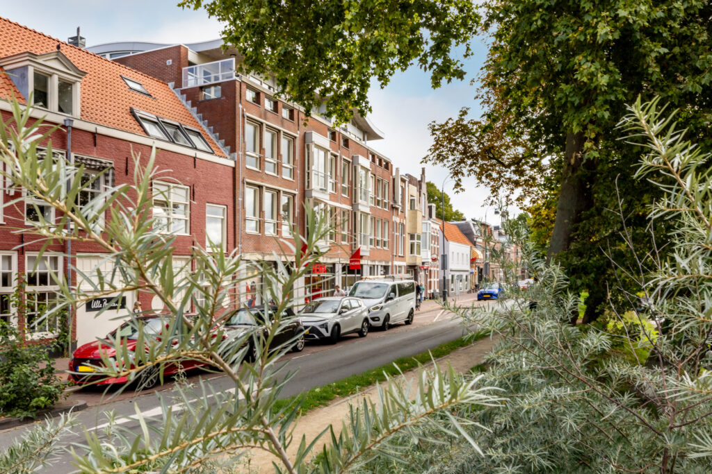Street with cars and buildings, leafy foreground