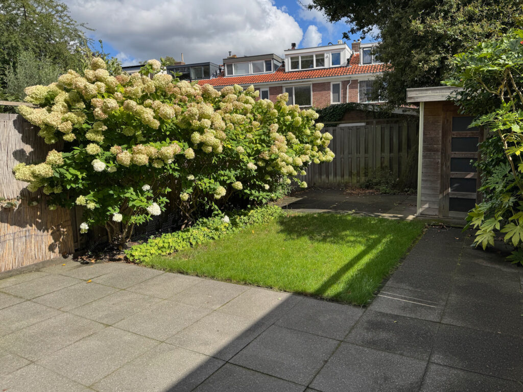 Backyard with hydrangeas and patio area.