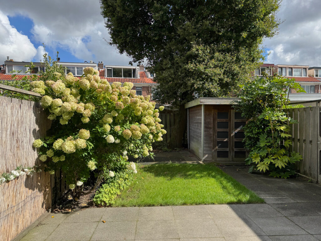 Sunny backyard with hydrangeas and wooden shed.