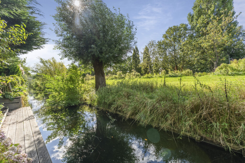 Sunny riverside with lush green trees and grass.