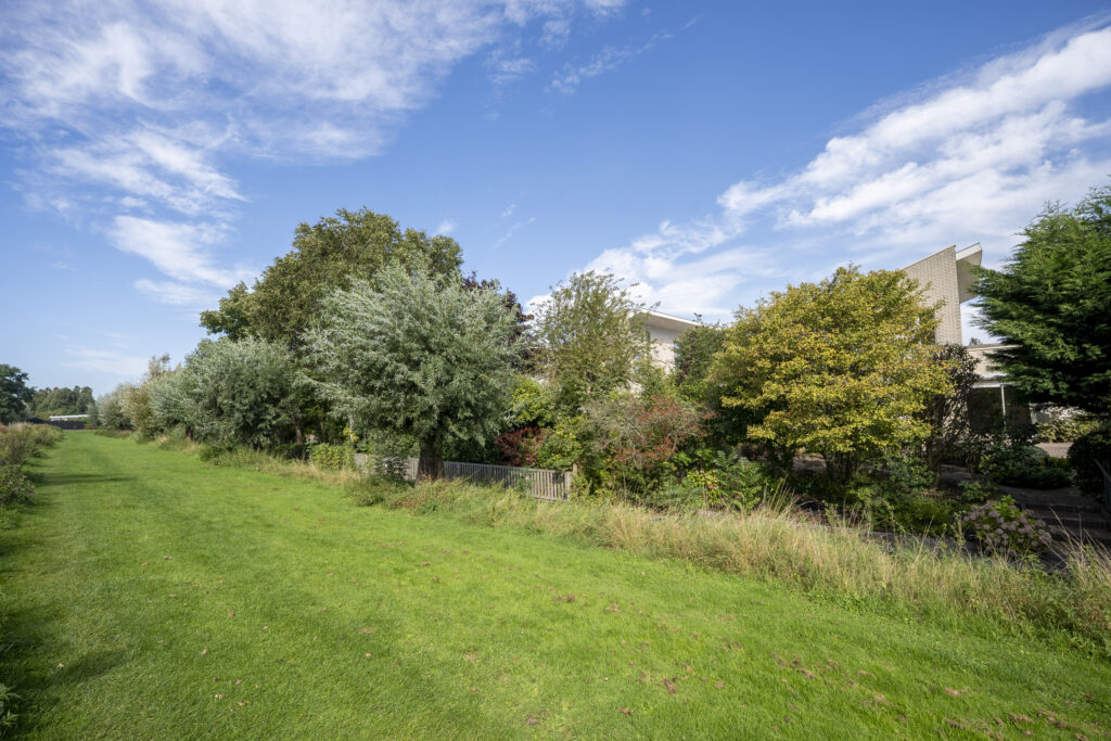 Trees and grassy path under blue sky.