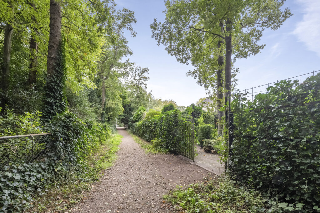 Woodland path with green trees and bushes.