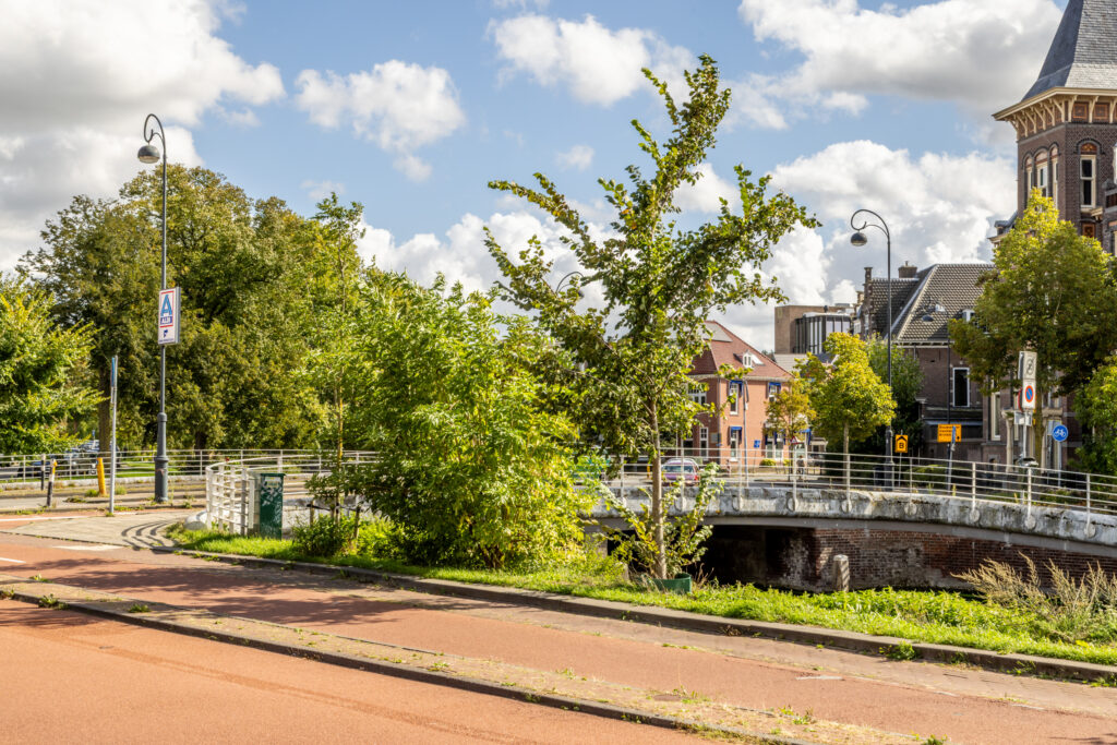 Tree-lined street with bridge and buildings.