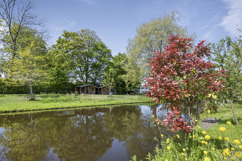 Scenic pond with red-leafed tree and cottage