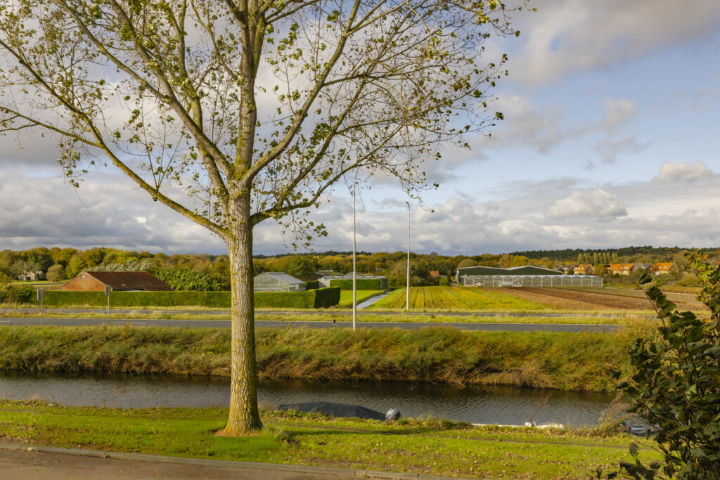 Autumn landscape with tree and fields under cloudy sky.