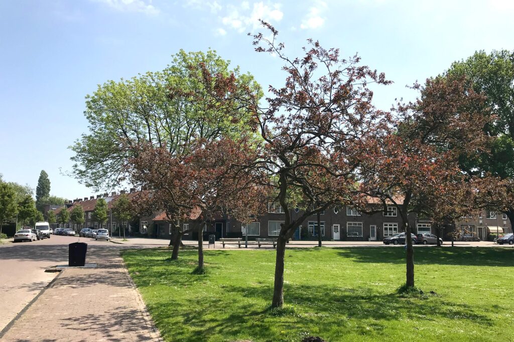 Residential street with trees and parked cars
