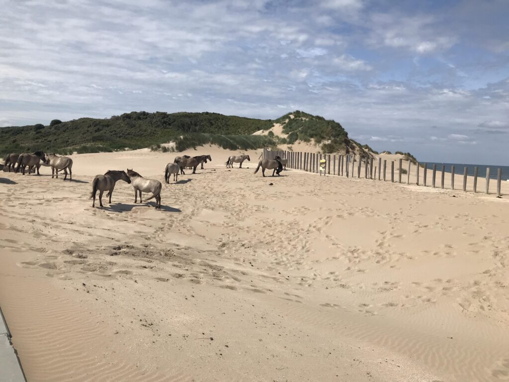 kazerneplein 27, haarlem – foto 54